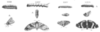 Quatre planches extraites de Metamorphosos de Jan Goedart