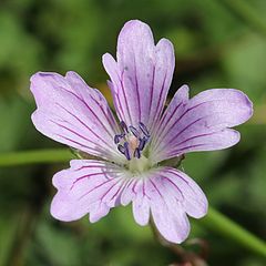 伊吹山産のものは、花弁の縁が浅く3裂する。