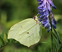 スジボソヤマキチョウ Gonepteryx aspasia （ヤマキチョウ属）