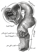 دماغ جنين بشري في الأسبوع الرابع ونصف، يظهر الجزء الداخلي من الدماغ الأمامي.