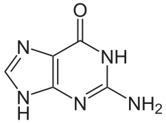 Guanine (G)