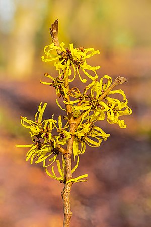 圖為雜交金縷梅（Hamamelis × intermedia）'Angelly'。† Jan Van Heijningen的精選佳作之一。