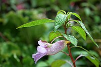 锐齿凤仙花（Impatiens arguta）