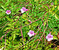 Incarvillea arguta.