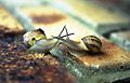 Two snails investigate each other before mating