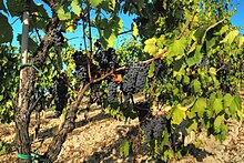 Photographie montrant une vigne effeuillée ; les feuilles enlevées sont celles qui n'ont plus de rôle photsynthétique.