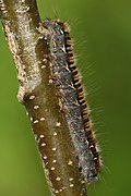 Lasiocampa quercus 4th instar caterpillar Keila (side view)