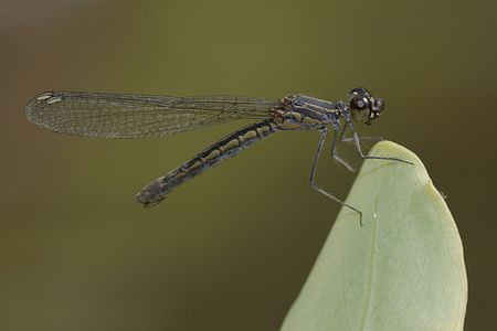 Libellago indica female