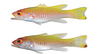 Spot-tailed golden bass