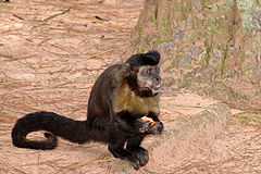 Description de l'image Macaco-prego Manduri 151207 15.JPG.