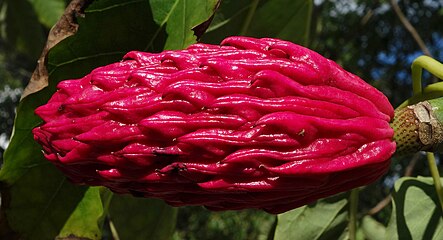 Magnolia fraseri maturing fruit.