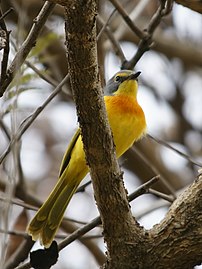 Adult bird in Zambia