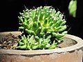 Mammillaria painteri