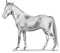 Dessin d'un poney de Manipur dans Horses and Ponies de R. S. Summerhayes, Warne & Co, New York, 1948.