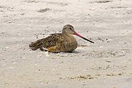 Marbled godwit (Limosa fedoa)