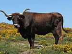 Vache brun sombre à tour du mufle blanc à longues cornes torsadées ouvertes vers l'extérieur.
