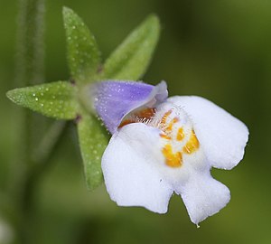 주름잎(Mazus pumilus)