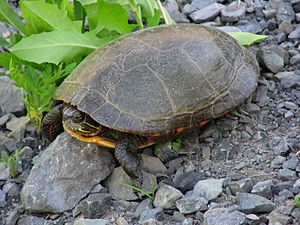 Chrysemys picta marginata