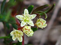 Tribus Ampereae: Monotaxis grandiflora