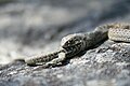 A snake eating a lizard.