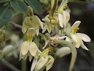 Fleurs de Moringa.