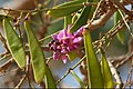 Peguensis/ovalifolia or Moulmein Rosewood tree