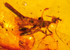 male Electrostephanus petiolatus fossil
