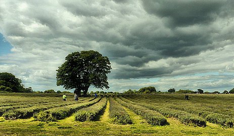 Polje lavande u Engleskoj