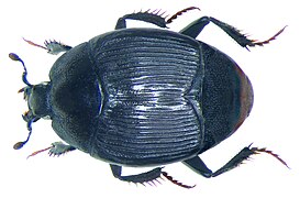 Pelorurus densistriatus (sv).