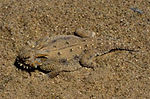 The flat-tail horned lizard's body is flattened and fringed to minimise its shadow.
