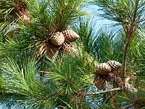 cone and foliage