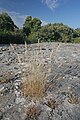 En Ardèche.