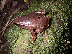 Description de l'image Plethodontohyla_mihanika_02.jpg.