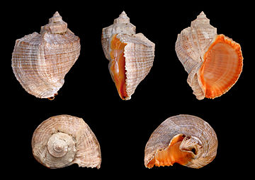 Veined rapa whelk