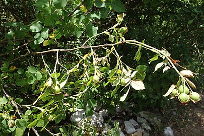 Rosa canina, plod