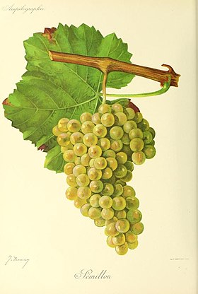 Sémillon