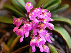 Schoenorchis fragrans