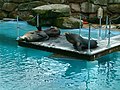 Sea lion enclosure