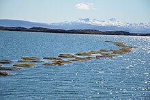 Thorverk dries seaweed with geothermla heat