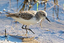 A semipalmated sandpiper foraging in marshy waters