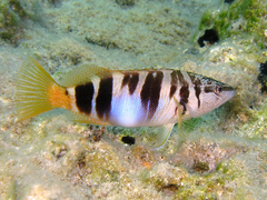 Serranus scriba