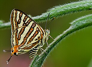 വെള്ളിവരയൻ ശലഭം