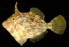 Planehead filefish
