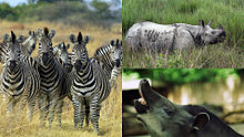 Collage of photos of a zebra, rhinoceros, and tapir