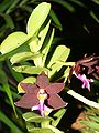 Trichoglottis atropurpurea habitus