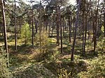 Skog i Veluwe.