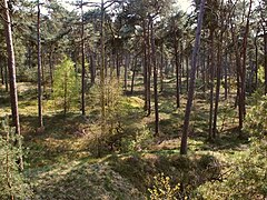 Une forêt dans la Veluwe