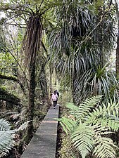 Boardwalk through the forest