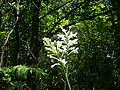 P. blephariglottis -White fringed orchid