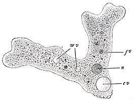 Amoeba proteus